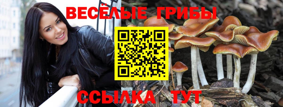 Псилоцибиновые грибы прущие грибы Узловая